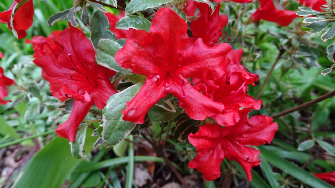 Girards Hotshot Variegated